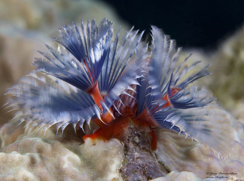 подводное фото подводный мир хургада египет жогло zhoglo красное море Елочкаphoto preview