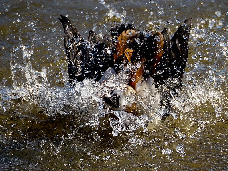 водные процедурыphoto preview