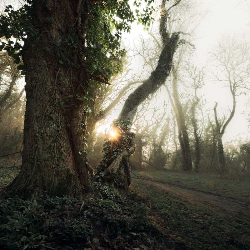 Крым, Россия, пейзаж, лес, туман, весенний лес, весна Туманный лес у подножия горы Ильяс Каяphoto preview