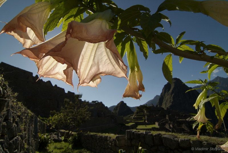 Мачу-Пикчу, Перу, путешествие, приключение, цветы, горы, Анды, Америка, шагнивнеизведанное Мачу-Пикчу, из серииphoto preview