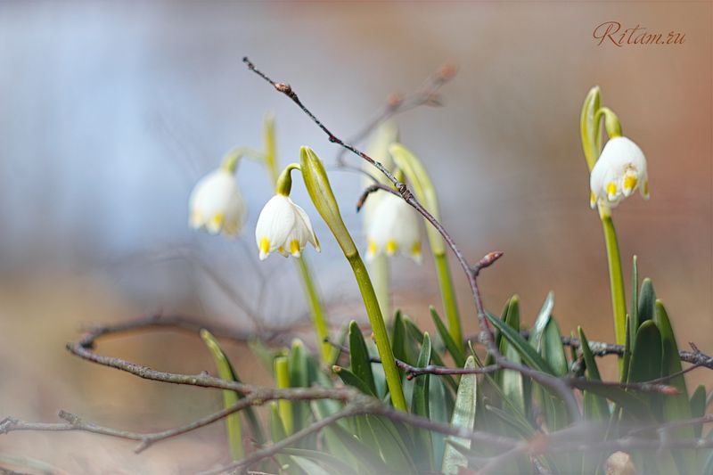 весна, spring, цветы, цветок, flowers, flower, blossom, bloom, подснежник, белый, white, боке, bokeh, макро, macro, closeup, snowdrops Первенцы Весны / The Firstborn of Springphoto preview