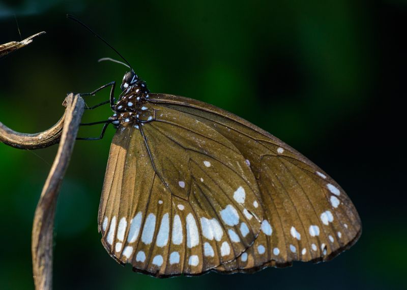 macro, wild, wildlife, 2021, 35awards Broad Wingsphoto preview