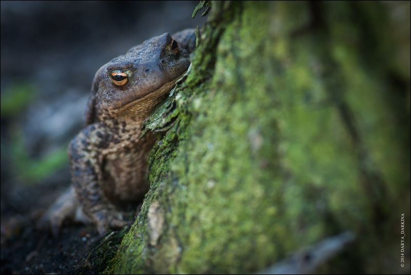 жаба, весна, глаза, животное, макро, природа, фауна, bufo, toad, eyes, nature, animal Я слежу за тобой!photo preview