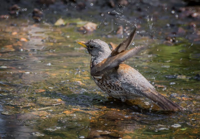 птица, дрозд рябинник, водные процедуры, водные процедуры.. фото превью