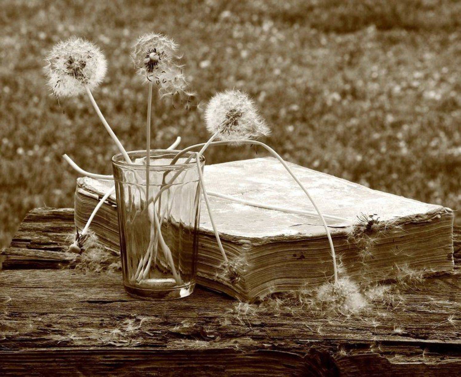 Со старой книгой. Автор: Наталья Казанцева натюрморт, фотонатюрморт, монохром, сепия, книга, одуванчики, наталья казанцева, Наталья Казанцева