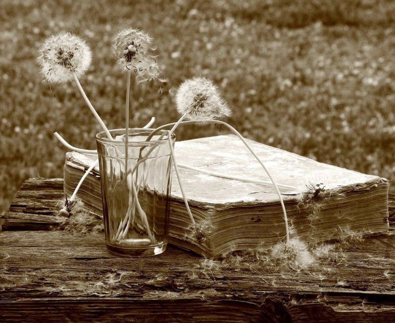 натюрморт, фотонатюрморт, монохром, сепия, книга, одуванчики,  наталья казанцева Со старой книгойphoto preview