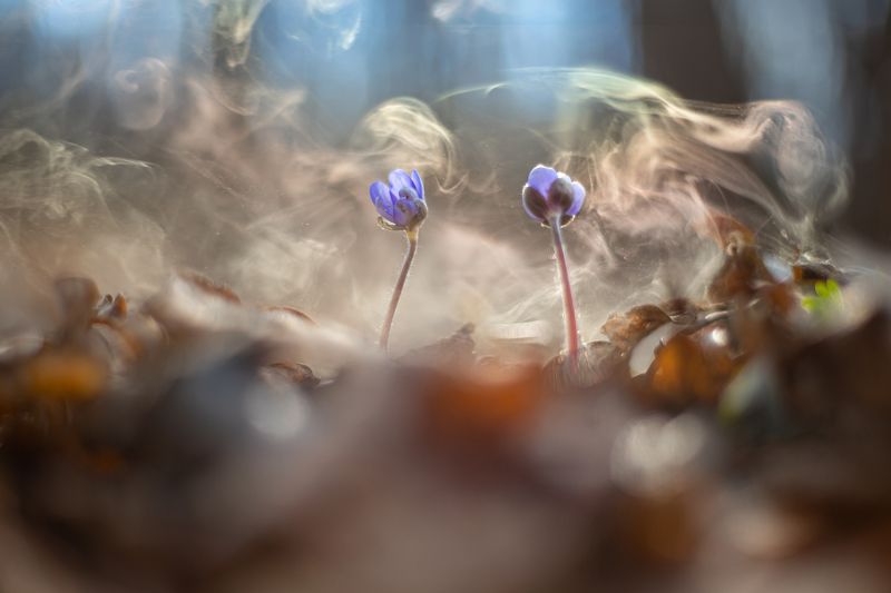 весна, цветы, печеночница, дым, порховка, листья В сказочном лесуphoto preview