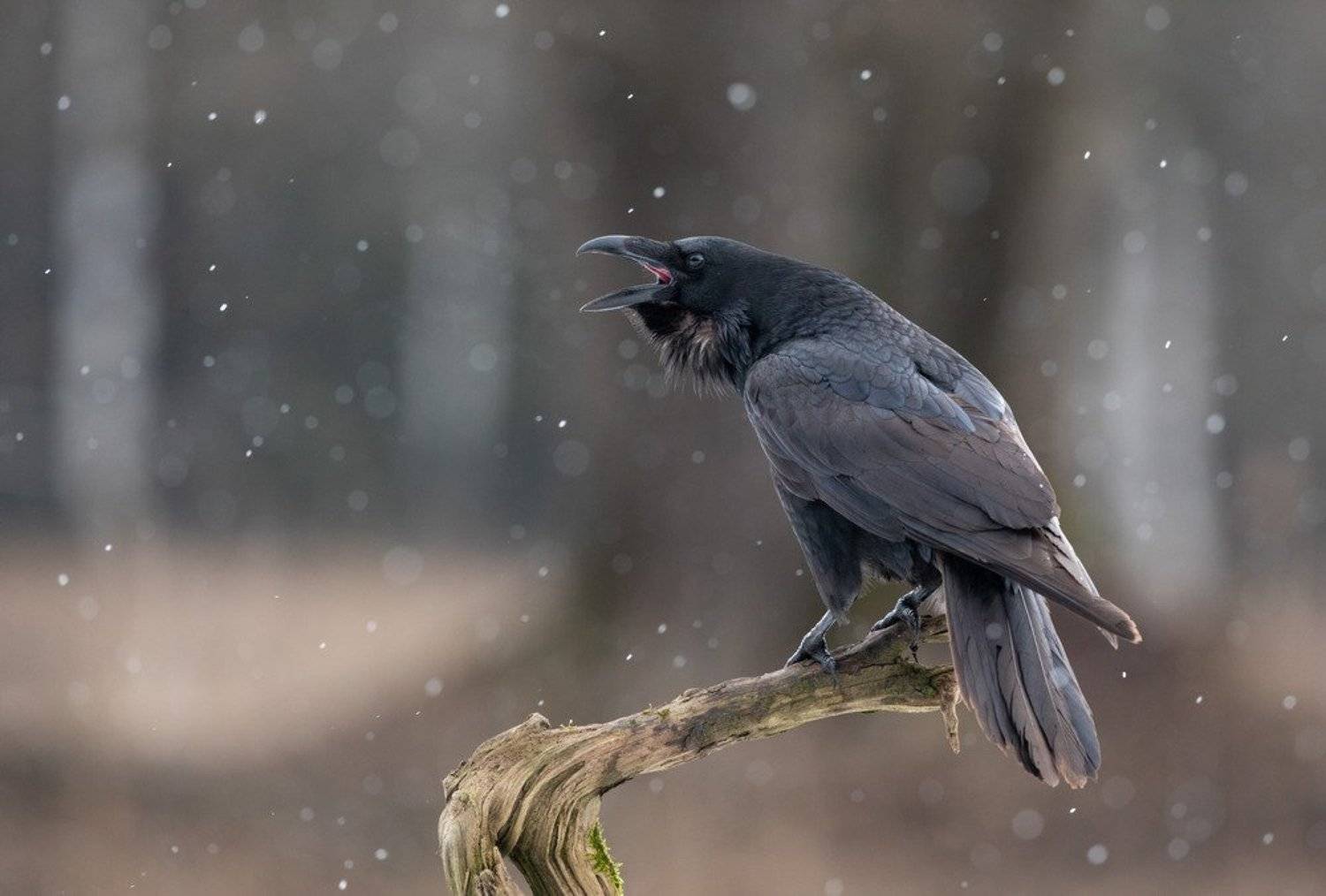 Песня о весне. Автор: Владимир Пакалевич ворон, птицы, снег,, Владимир Пакалевич