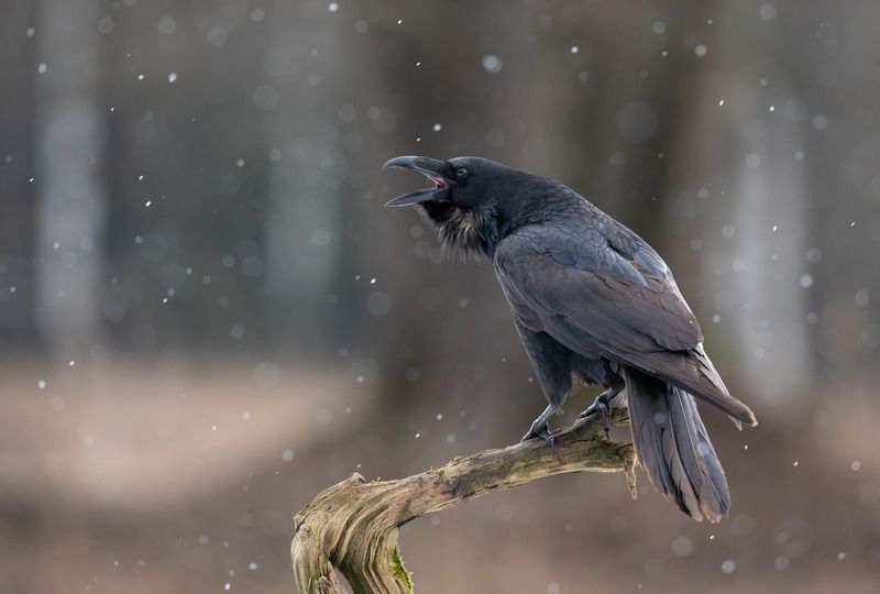 ворон, птицы, снег, Песня о веснеphoto preview