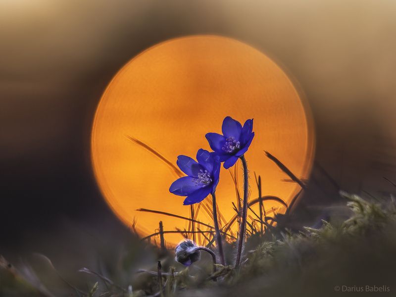 Печёночница благороднаяphoto preview