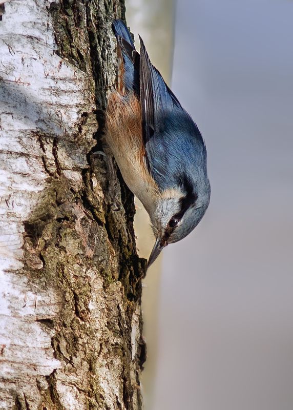 Поползеньphoto preview