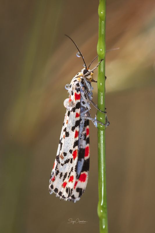 #macro, #nature #insects Bella mothphoto preview