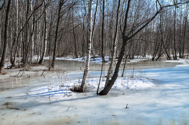 весна, болото, ленобласть, заповедник, заказник, красиво, снег, апрель, река Апрель.photo preview