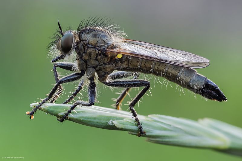 Ктырьphoto preview