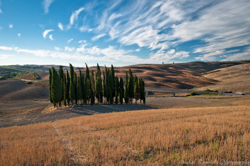 cypresses, ,hills, ,italy, ,tuscany, ,sky, ,clouds, ,harvest, ,summer, ,trees, ,landscapes Bunch of the most famous cypressesphoto preview