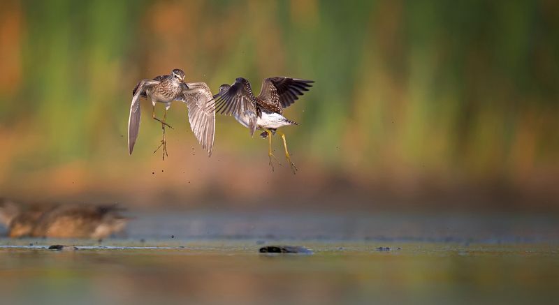 łęczakiphoto preview