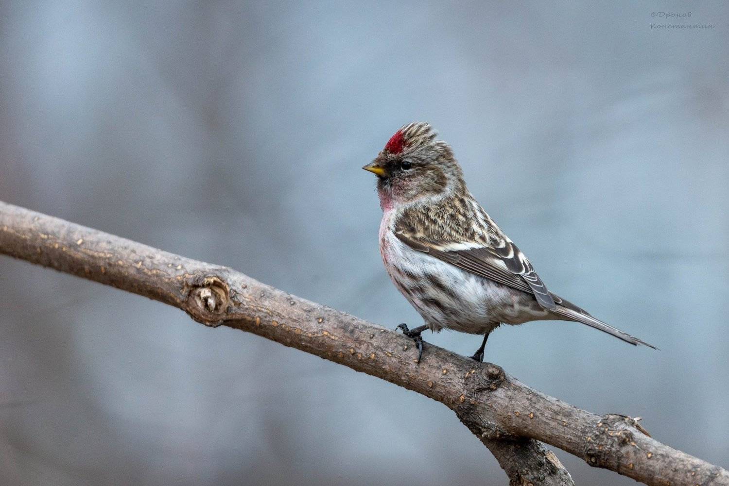 Чечетка. Автор: Дронов Константин чечетка, птицы, фотоохота, Дронов Константин