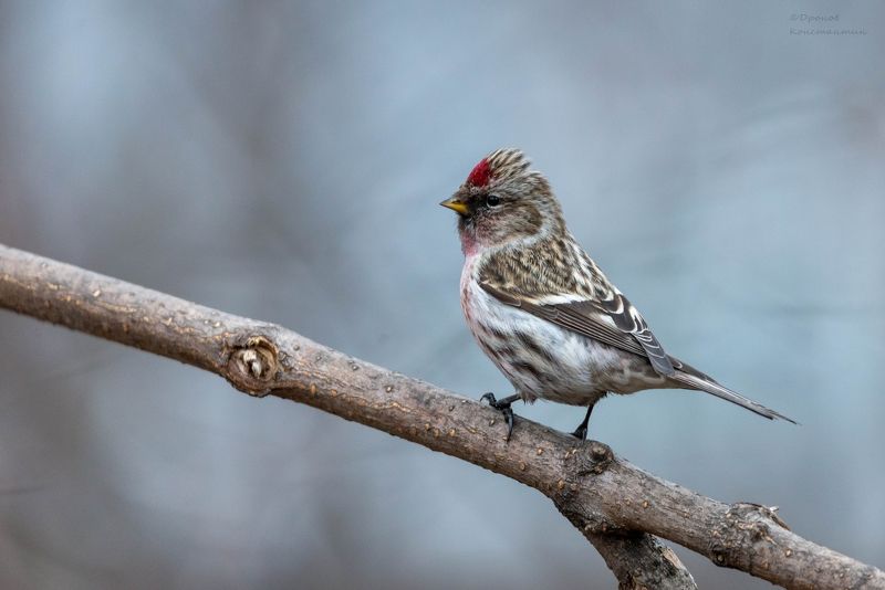чечетка, птицы, фотоохота Чечеткаphoto preview