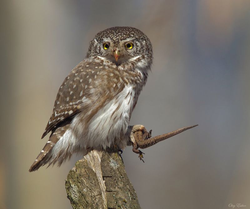 птицы, воробьиный сычик Суровый хищникphoto preview
