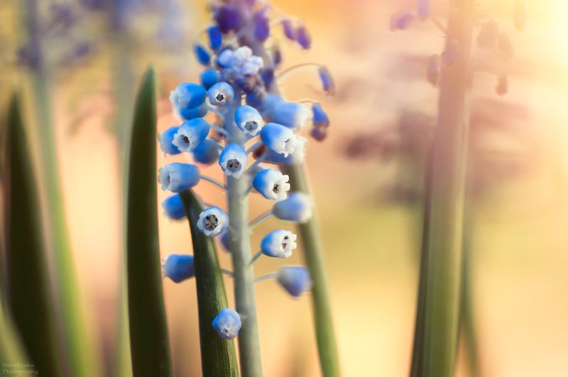 макро, природа, цветы, весна, мускари, macro, nature, flowers, spring, muscari, Мускариphoto preview