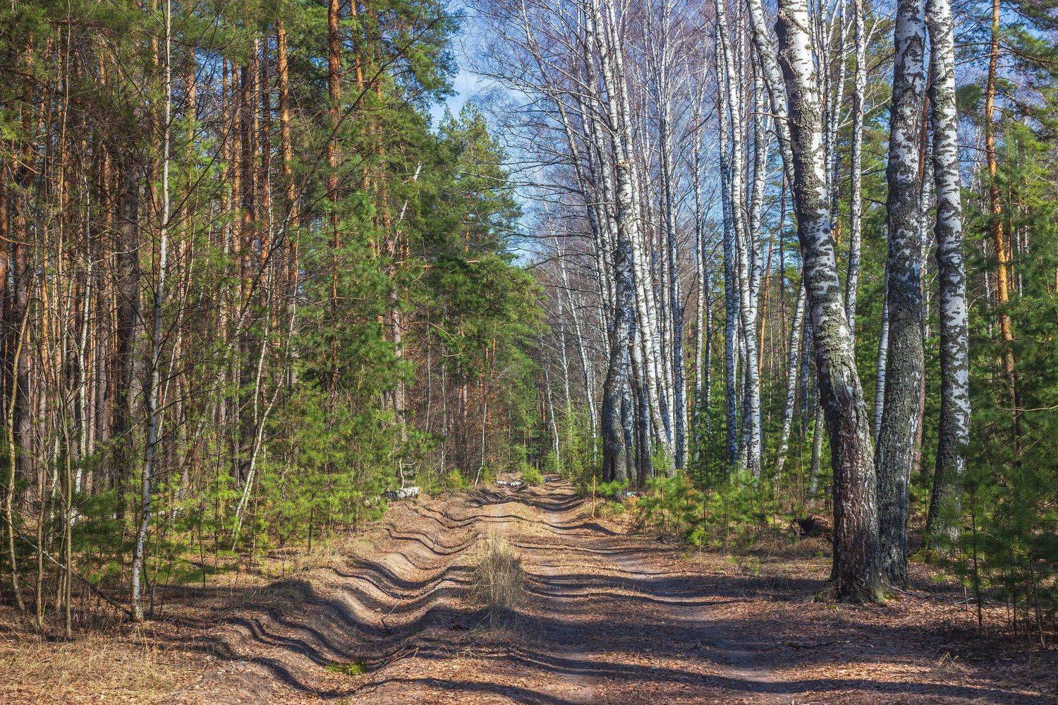 Автор: Руслан Востриков лес, весна, природа, берёзы, сосны, Руслан Востриков