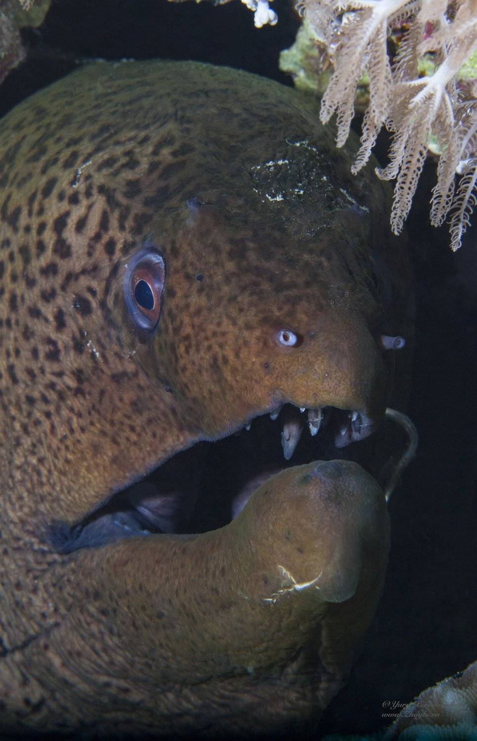 красное море, египет хургада дайвинг подводный мир жогло zhoglo, Юрий Перевозников