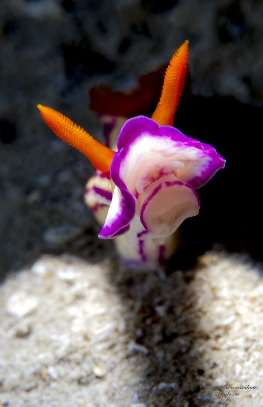 красное море, египет хургада дайвинг подводный мир жогло zhoglo Портретphoto preview