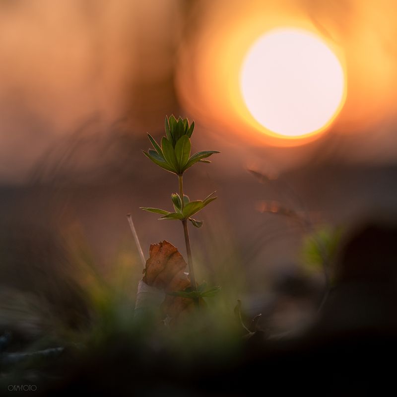 закатные страсти )photo preview