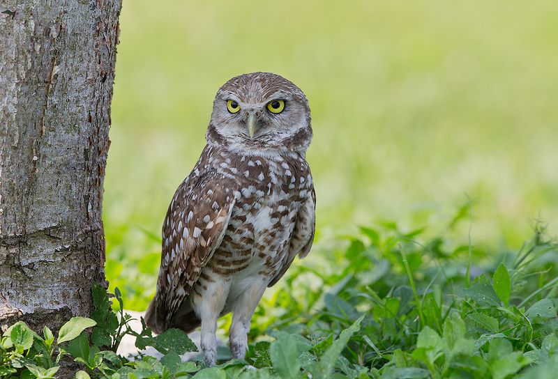 кроличий сыч, florida,burrowing owl, owl, флорида,сыч Burrowing Owl - Кроличий сычphoto preview