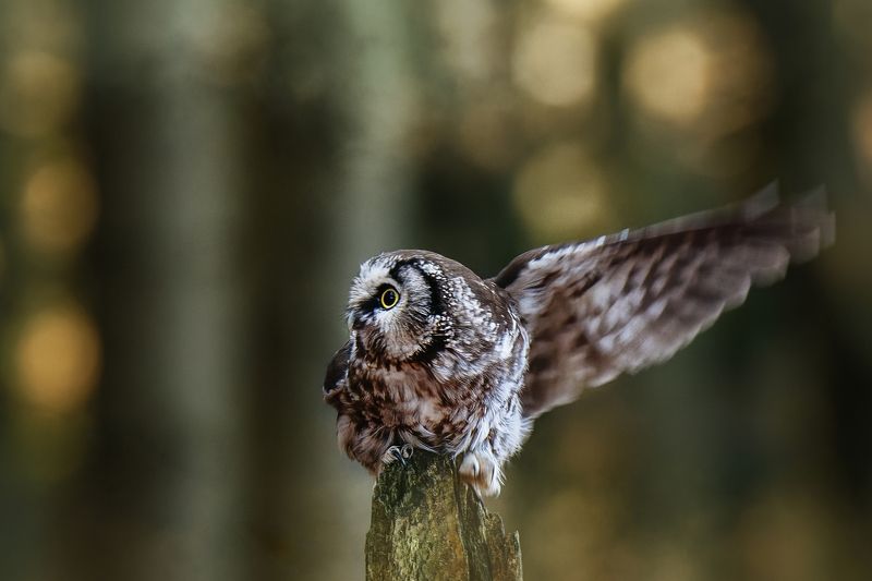 Look there....photo preview