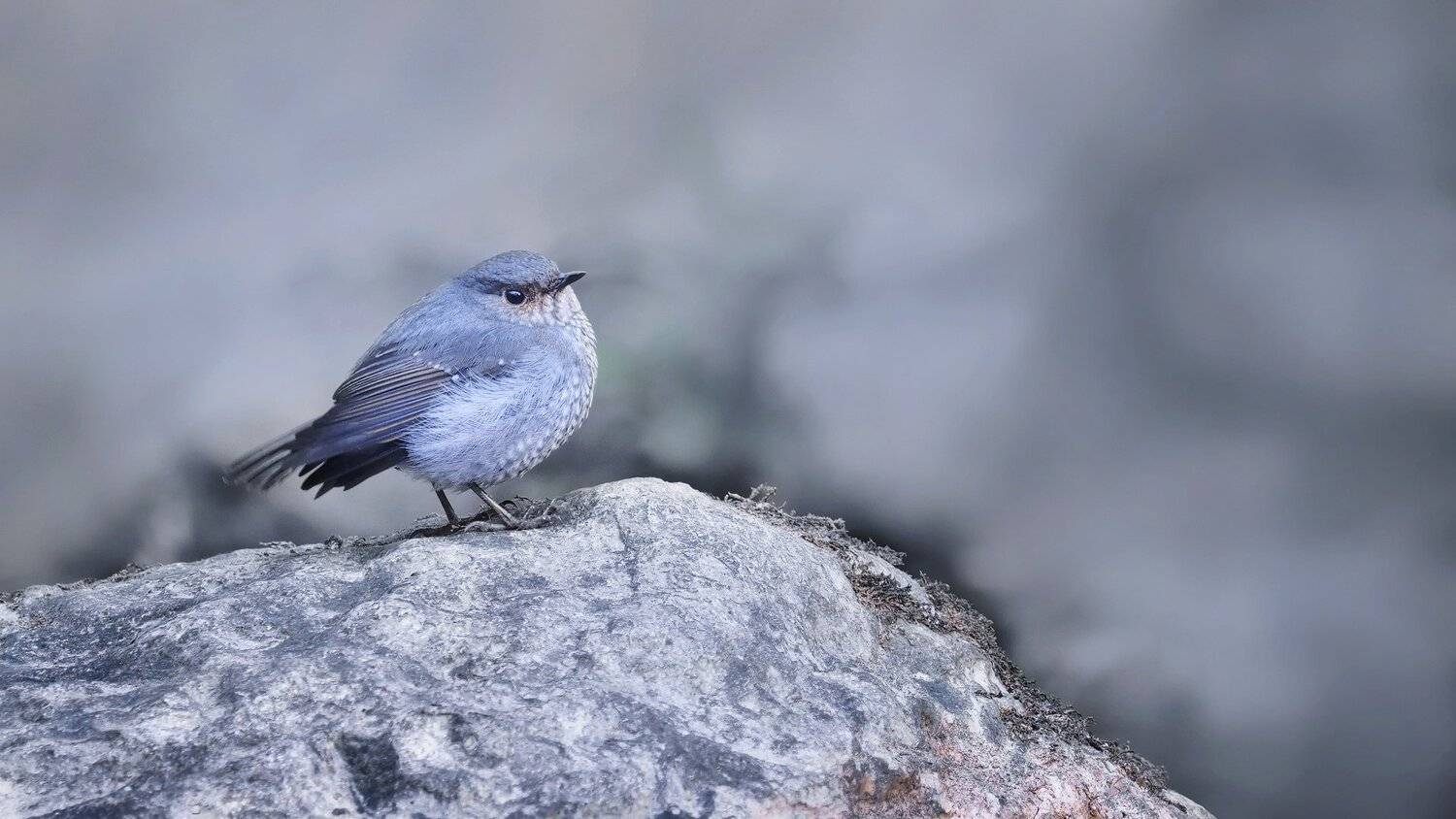 Платье в горошек. Автор: Vladimir Morozov , Vladimir Morozov