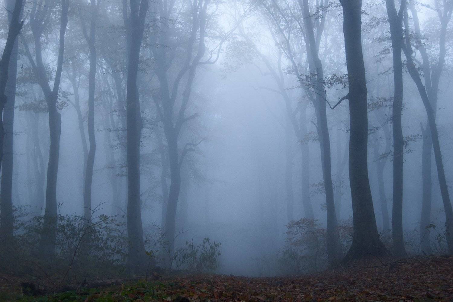 Автор: Максим , Максим