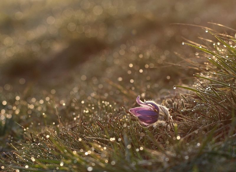 Pulsatillaphoto preview