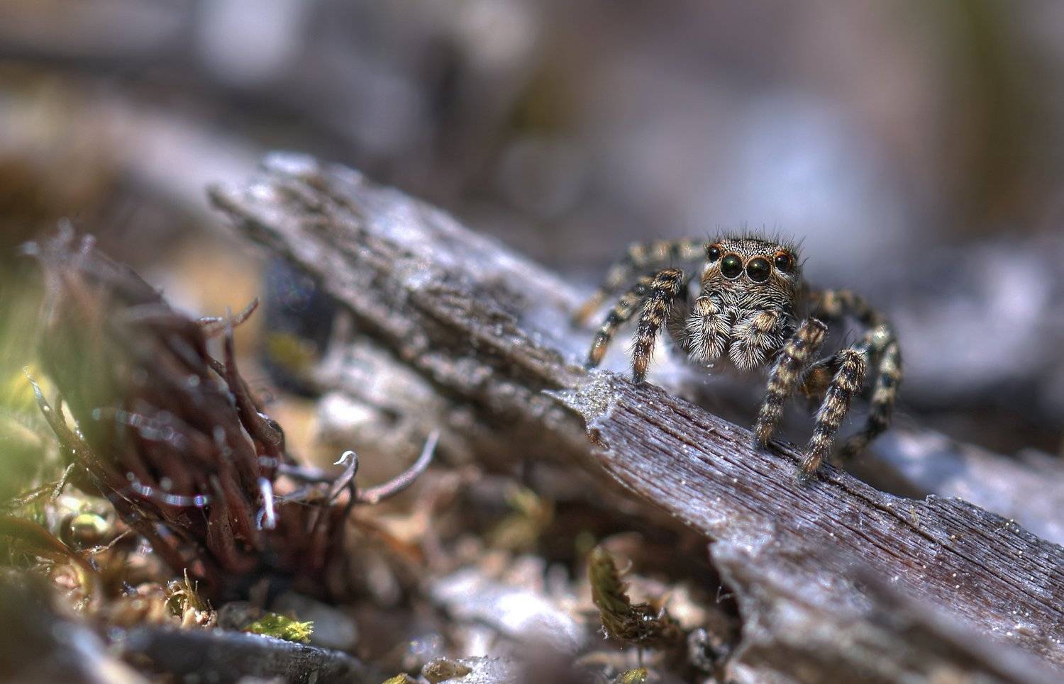 Паучишка скакунишка :). Автор: НиКоЛаЙ , НиКоЛаЙ
