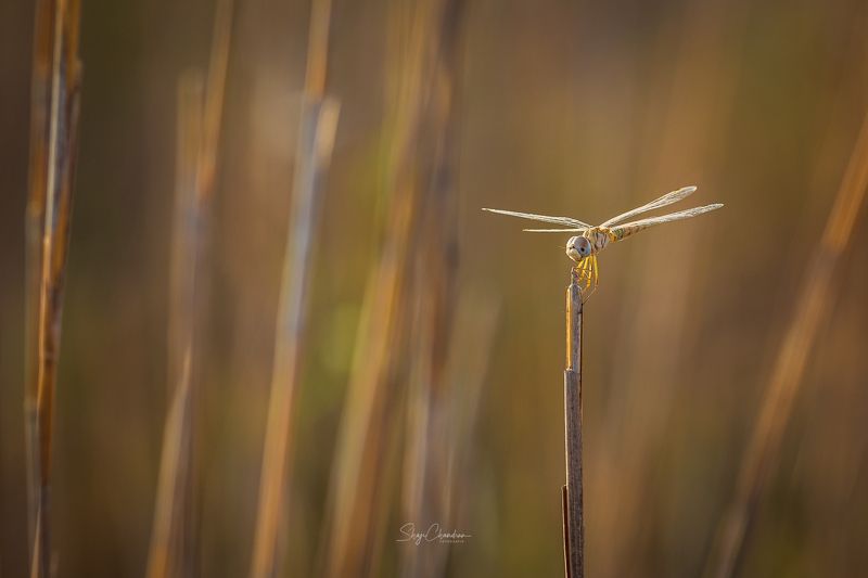 #macro #nature #color #dragonfly Alonephoto preview
