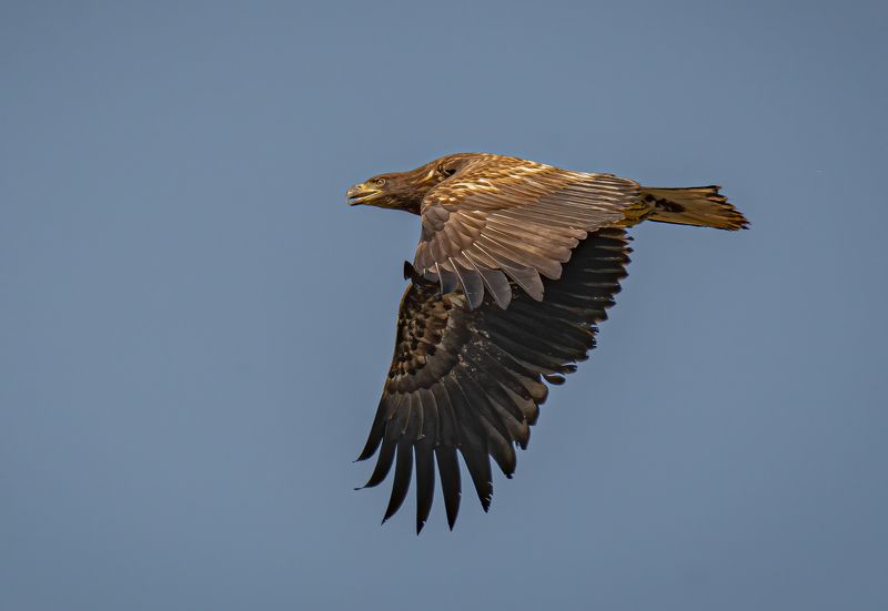 #birds, #raptors, #eagle Let me .....!photo preview