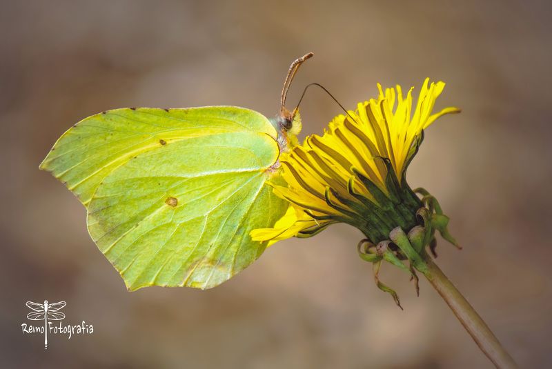 Gonepteryx rhamni- Latolistek cytrynek, listkowiec cytrynek.photo preview