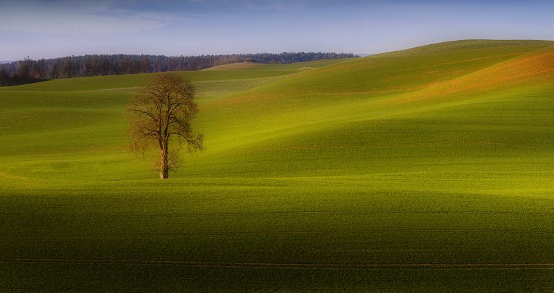tree, filed, sky, spring, poland, lonley, green Big and Small tripsphoto preview