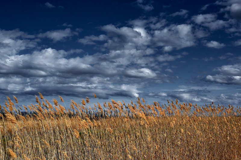 Колосья, облока, небо, природа, лето, красота, солнце, солнечно, рож Поля и небесаphoto preview