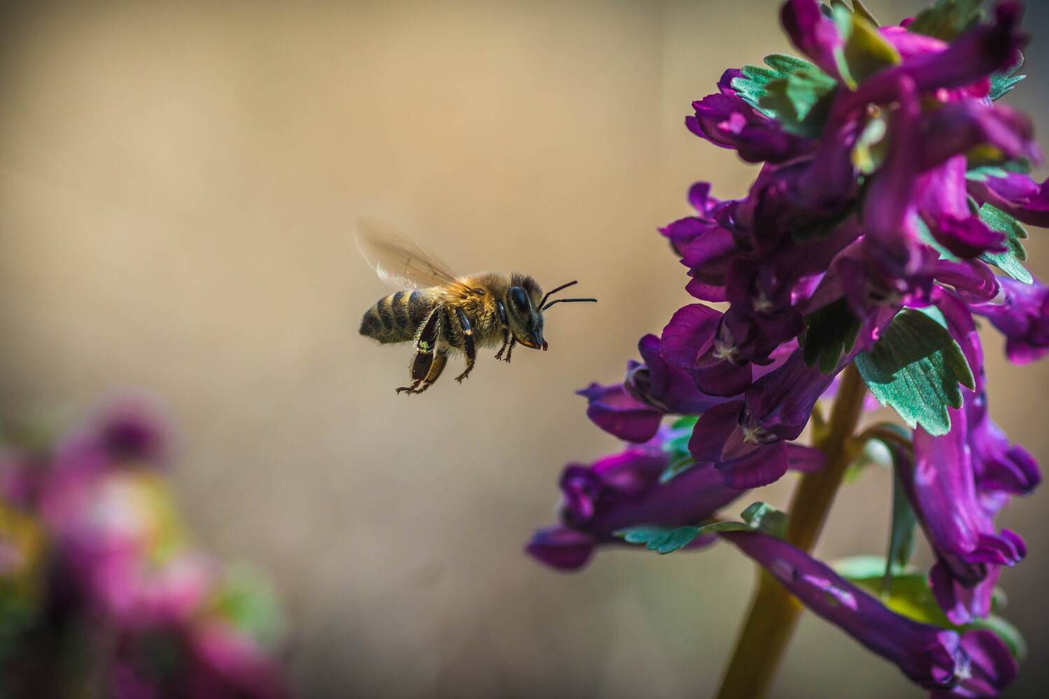 Летим на вкусный цветок. Автор: Роман Зайцев , Роман Зайцев