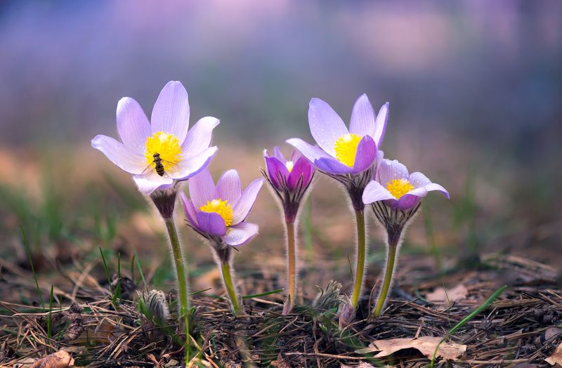 сон-трава Красота под ногами фото превью