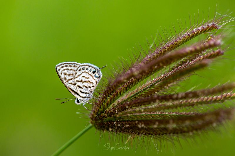 #macro #nature #redbug #red #color #insects Butterflyphoto preview