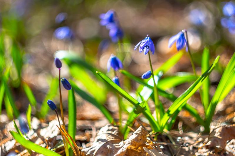 пролески, природа, подснежники, первоцвет, лес, весна photo preview