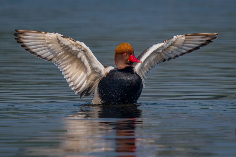 Let Me Fly.....!photo preview