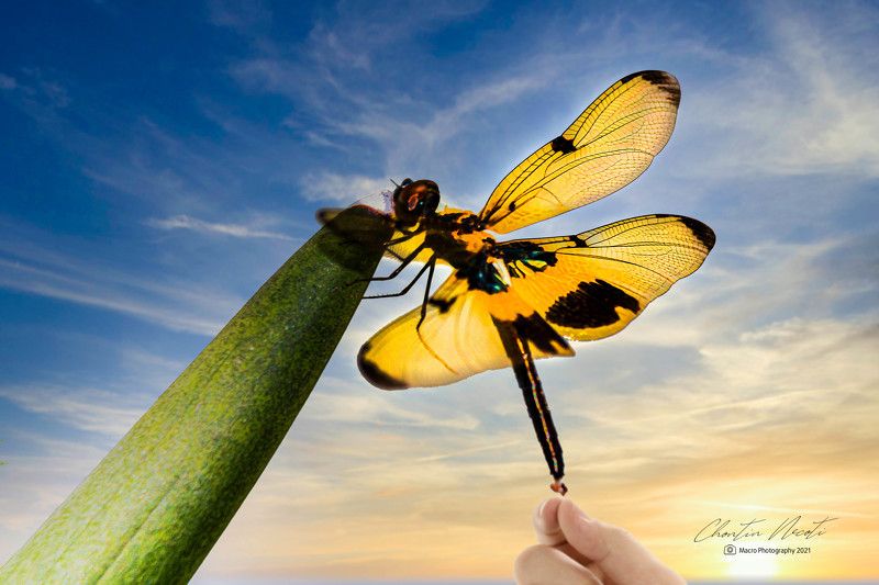 beauty, beautiful, macro, dragonfly, garden, small, insect, animal, wildlife, sky Beautiful dragonfly in the gardenphoto preview