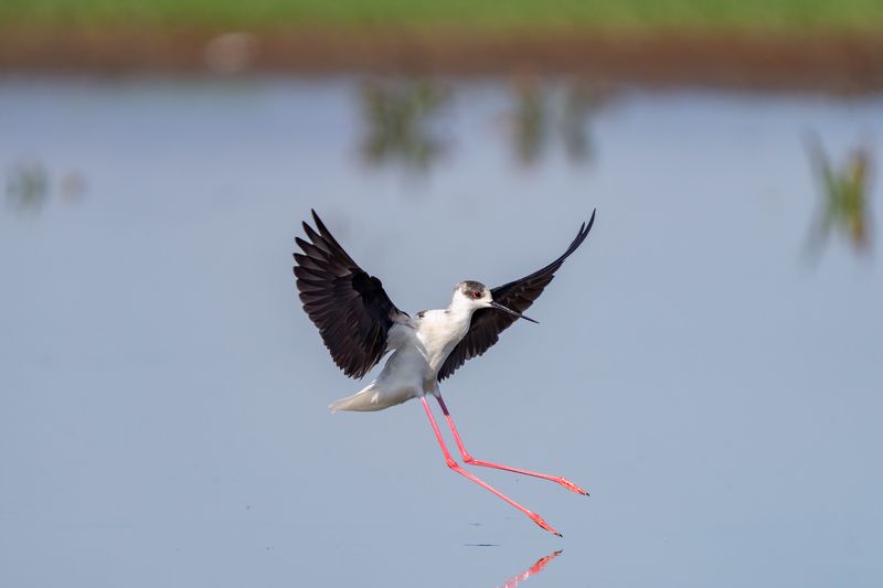 Кокилобегач (Himantopus himantopus)..photo preview
