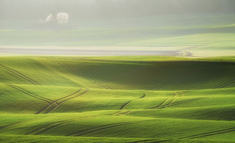 tree, filed, sky, spring, poland, lonley, green Spring is comingphoto preview