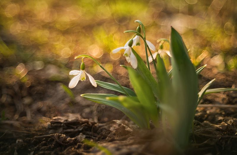 Весенние колокольчикиphoto preview