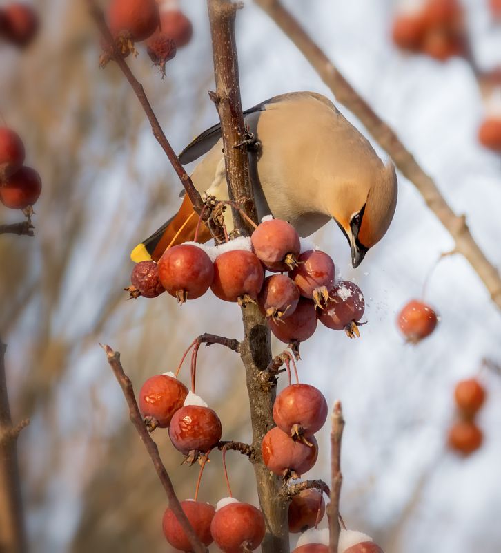 Свиристели..photo preview