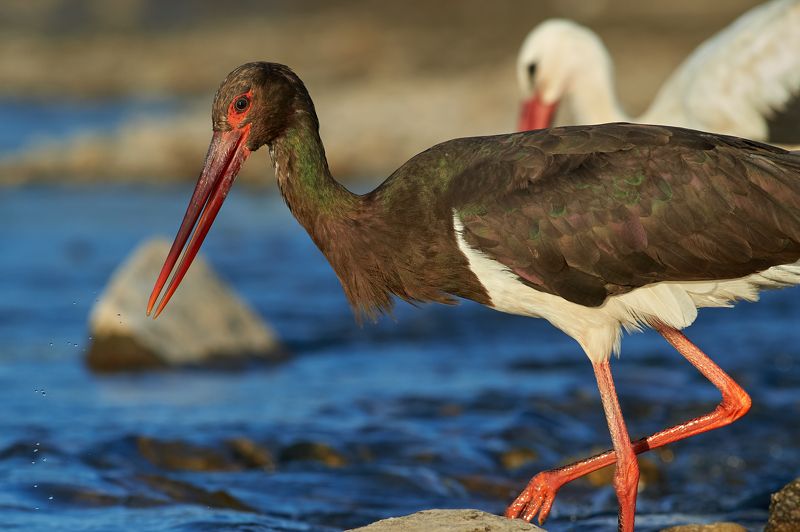 nature, wildlife, birds ***photo preview